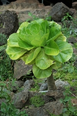 Brighamia insignis