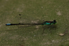 Ischnura denticollis