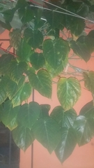 Passiflora ligularis