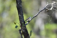 Stizoptera bichenovii bichenovii