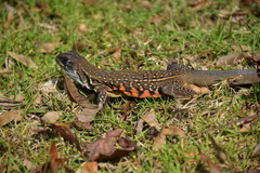 Leiolepis belliana