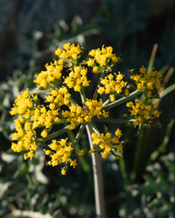 Lomatium parvifolium