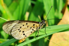 Acraea encedon encedon