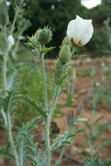 Argemone glauca