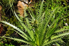 Eryngium agavifolium