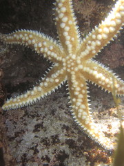 Meyenaster gelatinosus