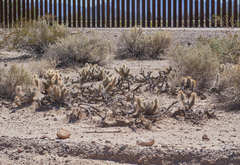 Grusonia kunzei