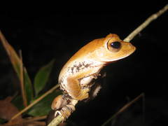 Rhacophorus barisani