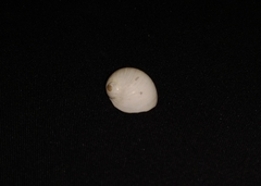 Natica broderipiana