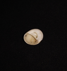 Natica broderipiana