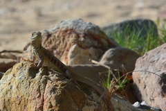 Leiolepis belliana