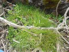 Isolepis praetextata