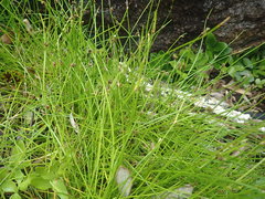 Isolepis praetextata