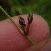 Isolepis praetextata - Photo (c) Marley Ford, some rights reserved (CC BY-NC-SA), uploaded by Marley Ford