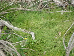 Isolepis praetextata