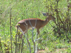 Raphicerus campestris neumanni