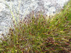 Schoenus concinnus