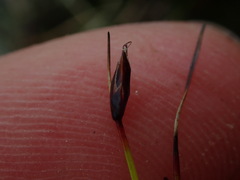 Schoenus concinnus