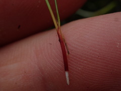 Schoenus concinnus