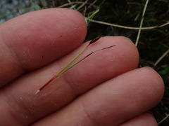 Schoenus concinnus