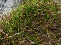 Schoenus concinnus