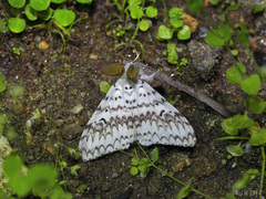 Lymantria brotea lepcha