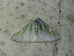 Arctornis marginalis