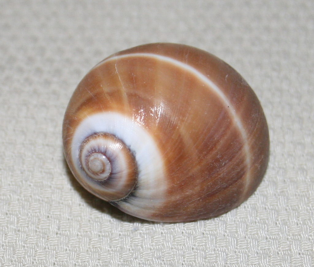 two-banded moonsnail
