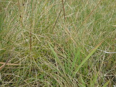 Festuca rubra commutata
