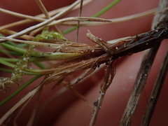 Festuca rubra commutata