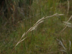 Festuca rubra commutata