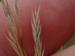 Festuca rubra commutata