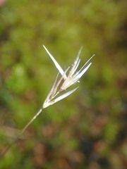 Rytidosperma nigricans