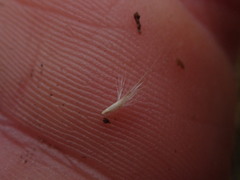 Rytidosperma nigricans