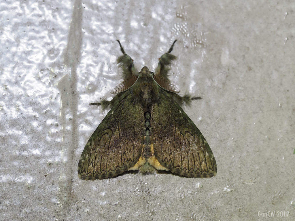 Ilema vaneeckei