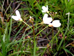 Cardamine penduliflora