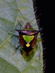 Carbula scutellata