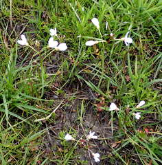 Cardamine penduliflora