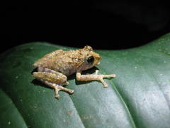 Philautus polymorphus