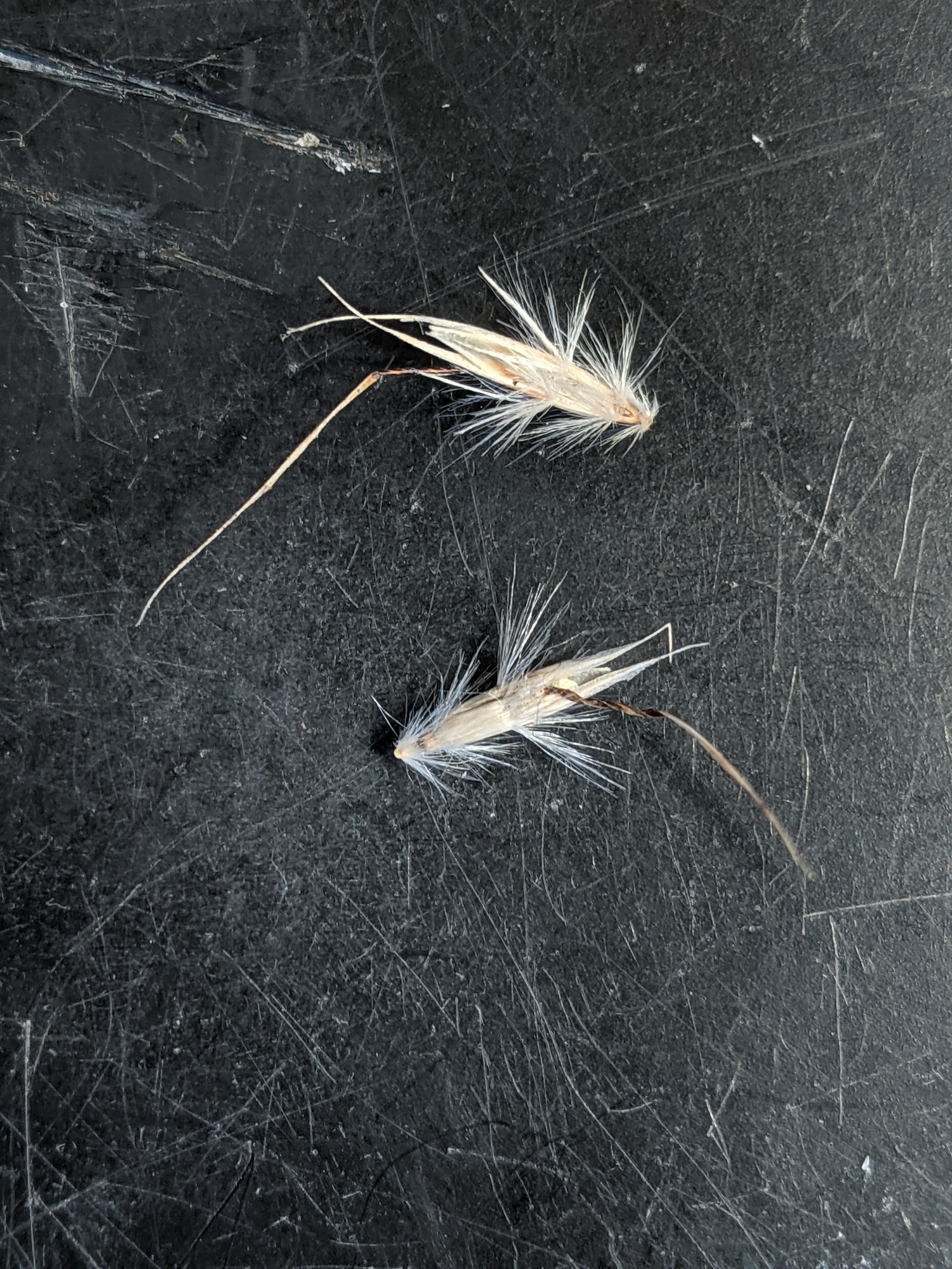 Rytidosperma indutum