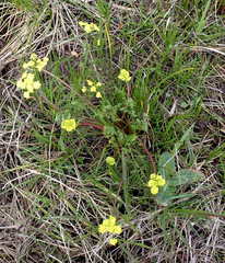 Lomatium bradshawii