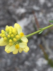 Comesperma flavum