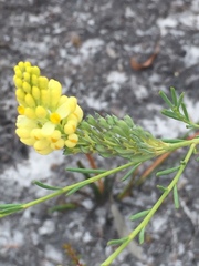 Comesperma flavum