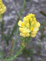 Comesperma flavum