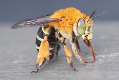 Amegilla cingulata