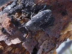 Chrysobothris basalis