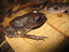 Blue-Eyed Litter Frog photo 3