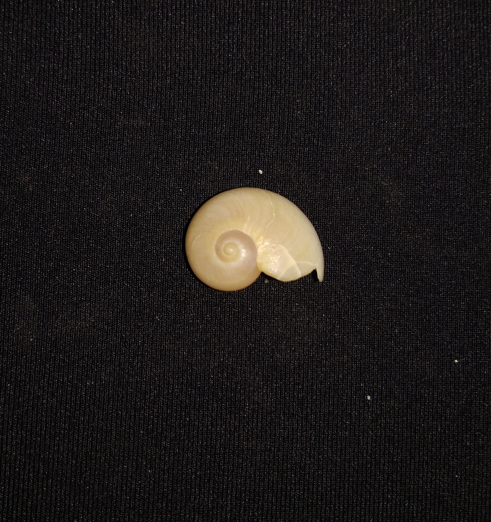Hypterita helicoides