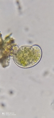 Paramecium