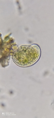 Paramecium